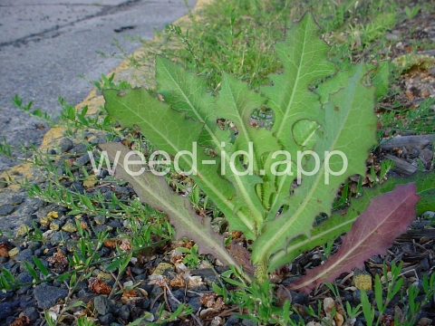 lettuce, prickly